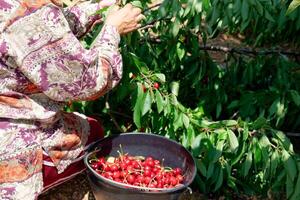 une femme cueillette Cerise des fruits de le des arbres. biologique cerises. photo