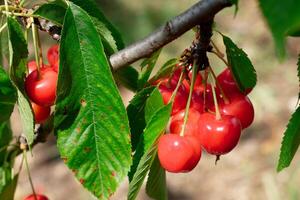 Cerise des fruits sur le des arbres. mûr cerises à être choisi. biologique cerises. photo