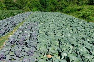 chou plantation. biologique et en bonne santé aliments. photo