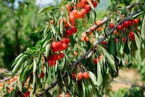 Cerise des fruits sur le des arbres. mûr cerises à être choisi. biologique cerises. photo