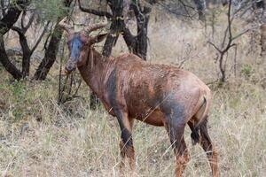 seul tsessebe dans marakélé np photo