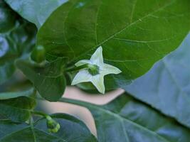 macro de fresno poivre fleur plante photo