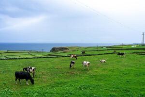laitier vaches pâturage sur luxuriant vert des champs dans terceira île, les açores, avec le atlantique océan dans le Contexte. photo