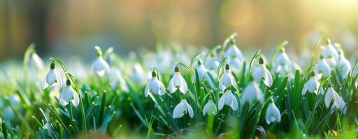 photo de magnifique printemps blanc fleurs avec flou Contexte. le fleurs sont appelé perce-neige.