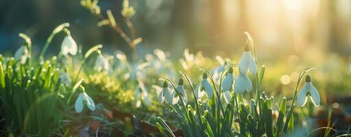 photo de magnifique printemps blanc fleurs avec flou Contexte. le fleurs sont appelé perce-neige.