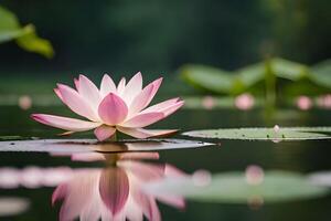 magnifique rose lotus épanouissement sur étang. photo