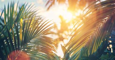 Soleil brille par paume arbre feuilles. la nature Contexte. photo