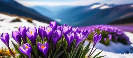 printemps bannière violet crocus fleurs dans montagnes perce-neige de bonne heure printemps copie espace Mars avril botanique les plantes Frais Voyage vacances vallée photo