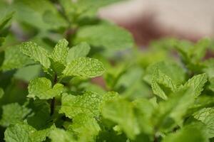 proche en haut de une menthe buisson photo