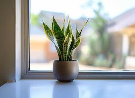 une moderne rebord de fenêtre vignette lisse serpent plante dans une céramique pot baigné dans doux Naturel lumière photo