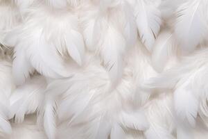 blanc doux plumes arrière-plan, blanc duveteux plumes modèle, magnifique plumes arrière-plan, plumes fond d'écran, oiseau plumes modèle, photo