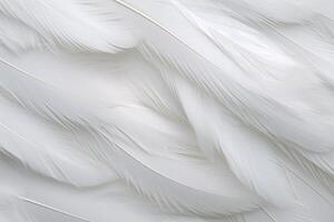 blanc doux plumes arrière-plan, blanc duveteux plumes modèle, magnifique plumes arrière-plan, plumes fond d'écran, oiseau plumes modèle, photo