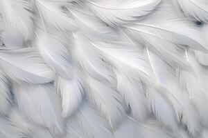 blanc doux plumes arrière-plan, blanc duveteux plumes modèle, magnifique plumes arrière-plan, plumes fond d'écran, oiseau plumes modèle, photo