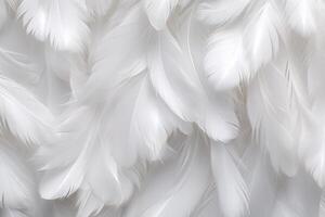 blanc doux plumes arrière-plan, blanc duveteux plumes modèle, magnifique plumes arrière-plan, plumes fond d'écran, oiseau plumes modèle, photo