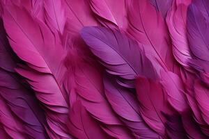 rose duveteux plumes arrière-plan, rose plumes modèle, magnifique plumes arrière-plan, plumes fond d'écran, oiseau plumes modèle, photo