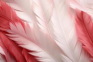 rouge plumes arrière-plan, rouge et blanc plumes modèle, plumes arrière-plan, plumes fond d'écran, oiseau plumes modèle, photo