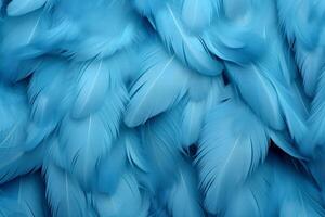 bleu plumes arrière-plan, bleu plumes modèle, plumes arrière-plan, plumes fond d'écran, oiseau plumes modèle, photo