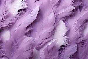 violet plumes arrière-plan, violet plumes modèle, plumes arrière-plan, plumes fond d'écran, oiseau plumes modèle, photo