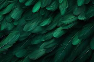 vert plumes arrière-plan, vert plumes modèle, plumes arrière-plan, plumes fond d'écran, oiseau plumes modèle, photo