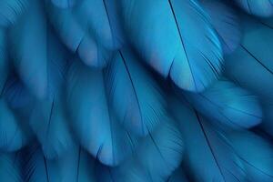 bleu plumes arrière-plan, bleu plumes modèle, plumes arrière-plan, plumes fond d'écran, oiseau plumes modèle, photo