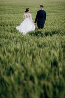 le marié et la mariée marchent le long du champ de blé vert