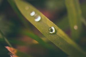 gouttes de pluie sur l'herbe photo