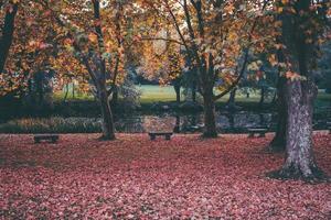 automne feuilles d'automne photo