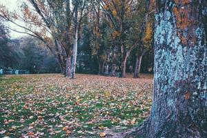 tomber au parc photo