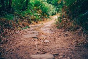 chemin vers la forêt photo