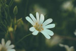 fleurs sauvages blanches photo