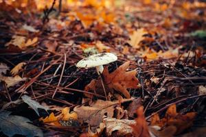 champignon sur la forêt photo