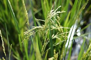 proche en haut nouvellement planté paddy riz des champs dans le campagne de Thaïlande photo