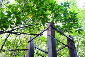 en bois colonne structure dans coq les plantes ou pommetier mangrove forêt avec Naturel lumière du soleil photo