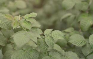 photo de quelques feuilles vertes d'un framboisier. buisson de plus en plus de framboise. photo macro avec arrière-plan flou