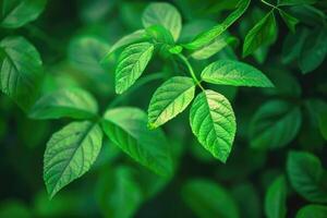 ai généré vert feuille la nature Contexte dans jardin été fond d'écran. photo