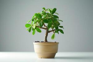 ai généré Jeune jade plante d'appartement isolé sur blanc Contexte photo