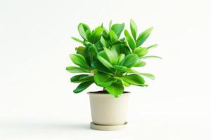 ai généré Jeune jade plante d'appartement isolé sur blanc Contexte photo