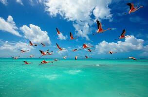 flamants roses plus de Caraïbes mer photo