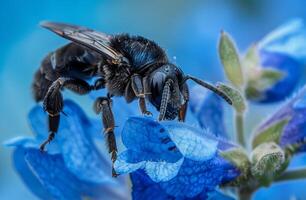 scarabée insecte dans le sauvage . violet Charpentier abeille xylocopa violacée photo