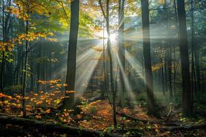 photo de une Conte de fée paysage avec lumière du soleil diffusion par le forêt