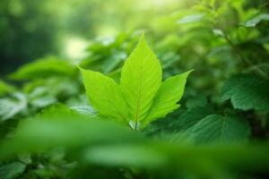 vert feuilles dans le lumière du soleil avec lumière du soleil photo