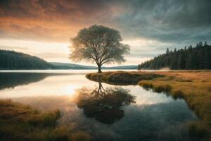 une seul arbre des stands sur une petit île dans une Lac photo