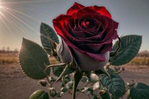 une rouge Rose est dans le milieu de une champ photo