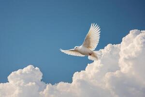 une blanc Colombe en volant dans le ciel photo