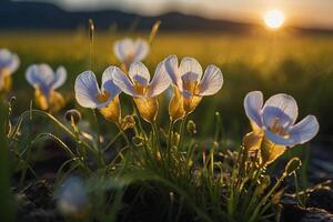 crocus fleurs à le coucher du soleil photo