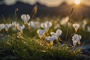 blanc fleurs dans le herbe à le coucher du soleil photo