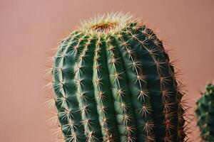 une cactus plante est montré dans de face de une rose Contexte photo