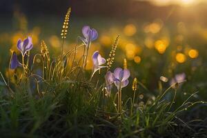Jaune fleurs dans le herbe à le coucher du soleil photo