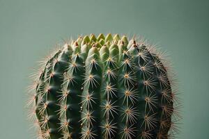 une cactus plante est montré dans de face de une gris mur photo