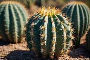 une cactus plante est montré dans de face de une gris mur photo